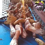 Дом отдыха Zagroda Warminska Pszczola *