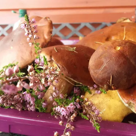 Zagroda Warminska Pszczola 度假居 Purda