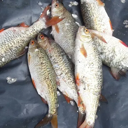 Zagroda Warminska Pszczola 度假居