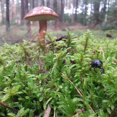 Zagroda Warminska Pszczola Prázdninový dům