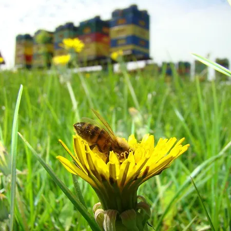 Zagroda Warminska Pszczola * Purda