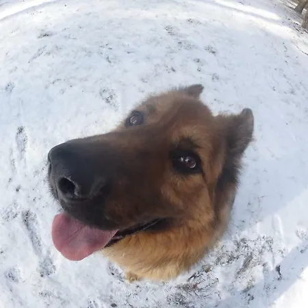 Zagroda Warminska Pszczola *