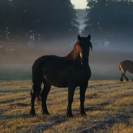 Zagroda Warminska Pszczola Purda